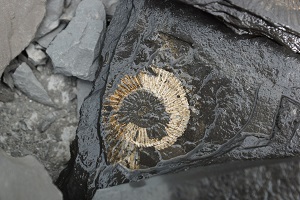 Ammonit1